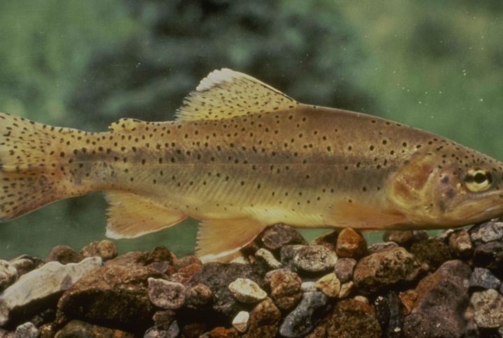 Apache Trout
