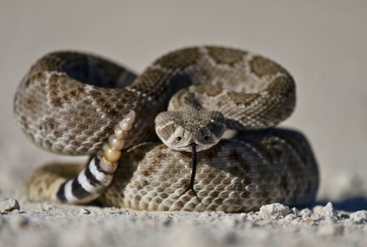 Rattlesnake