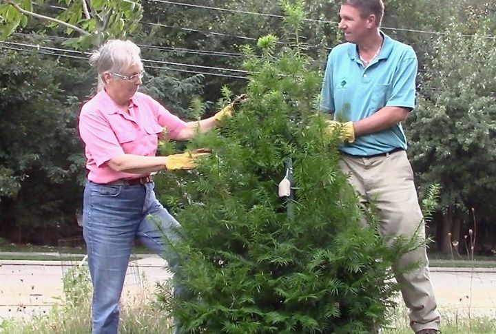 Florida Torreya (Torreya taxifolia)