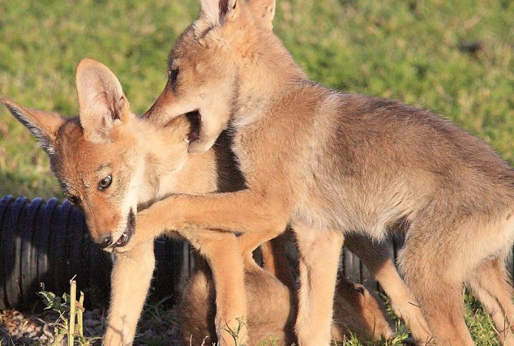 Pups Are Raised By The Whole Pack