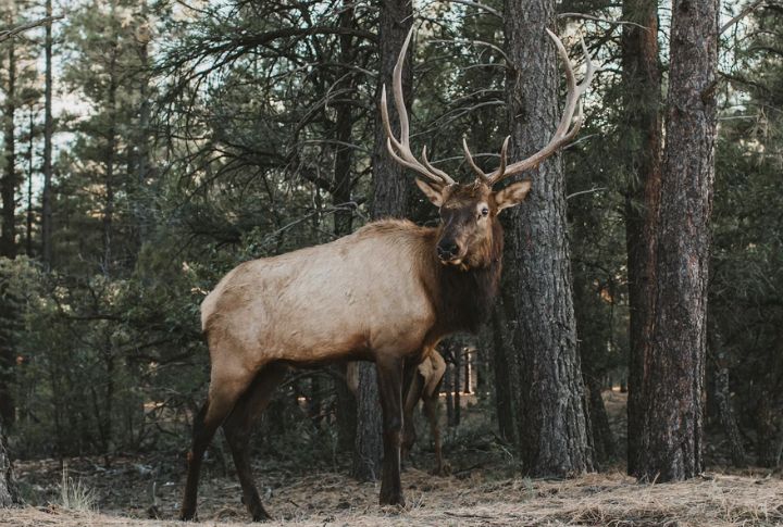 Elk