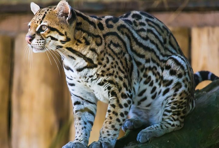 Ocelot