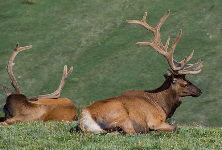 Elk