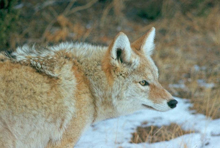 They Sing To Communicate And Coordinate