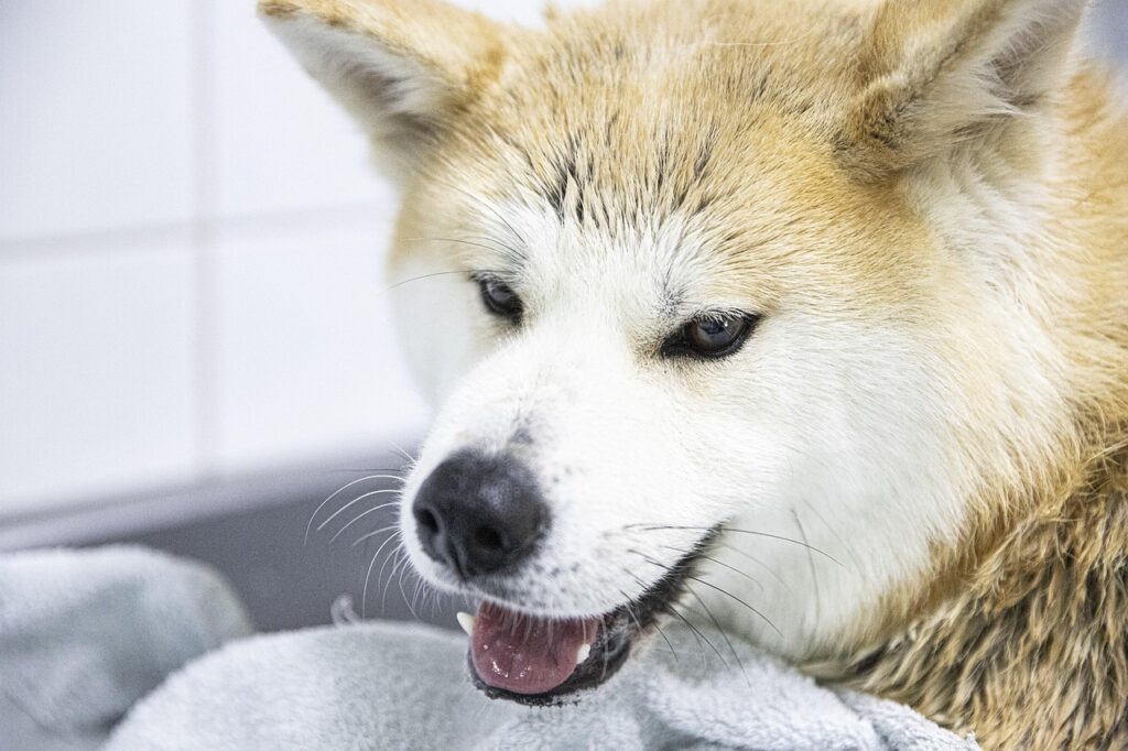 dog, bathing, shibu, akita, animal, pet, akita, nature, akita, akita, akita, akita