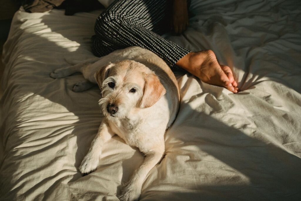 A calm dog lying next to its owner on a bed in a sunlit, cozy bedroom. Perfect for lifestyle themes.