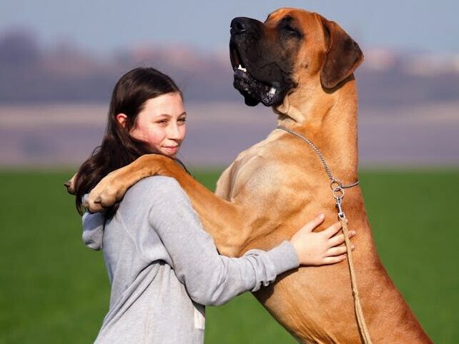 A teenage girl embraces a huge Great Dane in a green field on a sunny day.