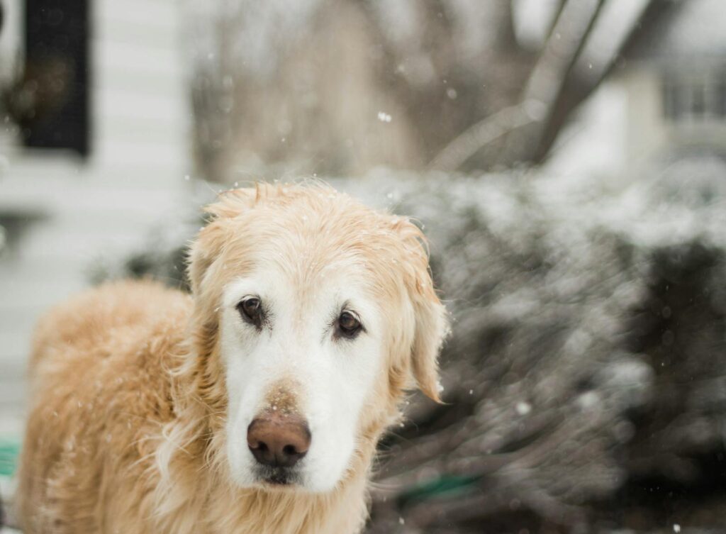 A golden retriever dog outdoors in a snowy winter setting with sad eyes, furry coat, and blurred background.