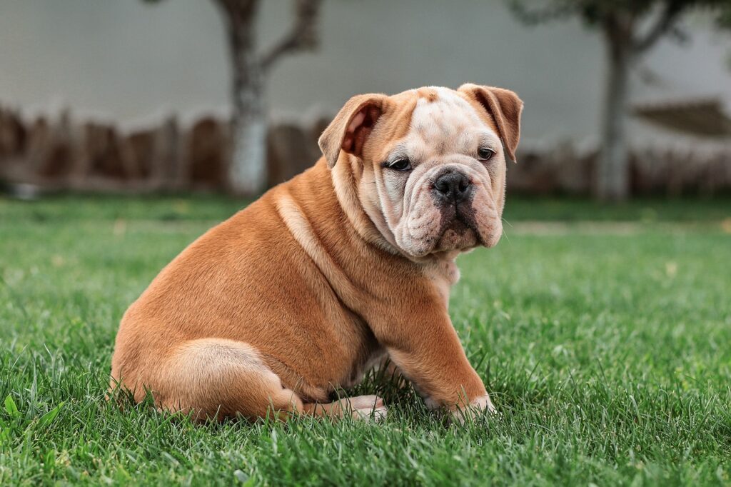 english bulldog, dog, sweet, charming, mammals, puppy, nature, head, pedigree, animal, pet, bulldog, english bulldog, dog, puppy, puppy, bulldog, bulldog, bulldog, bulldog, bulldog