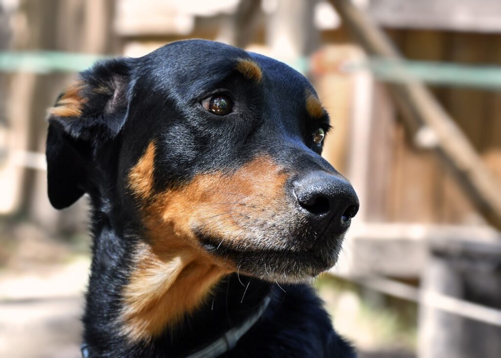 dog, beauceron, head