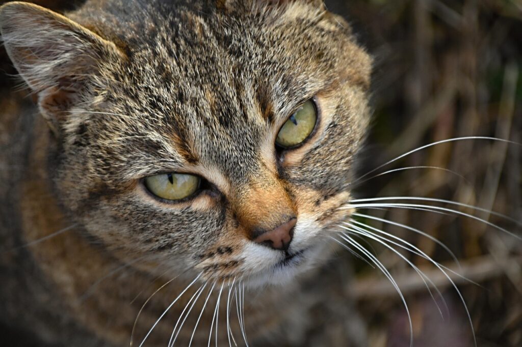 cat, tomcat, tabby cat, gray tabby, angry, angry cat, cat's eyes, whiskers, tabby, feline, pet, domestic, domestic cat, animal, mammal, portrait, cat portrait, nature, kitty, angry cat, angry cat, angry cat, angry cat, angry cat