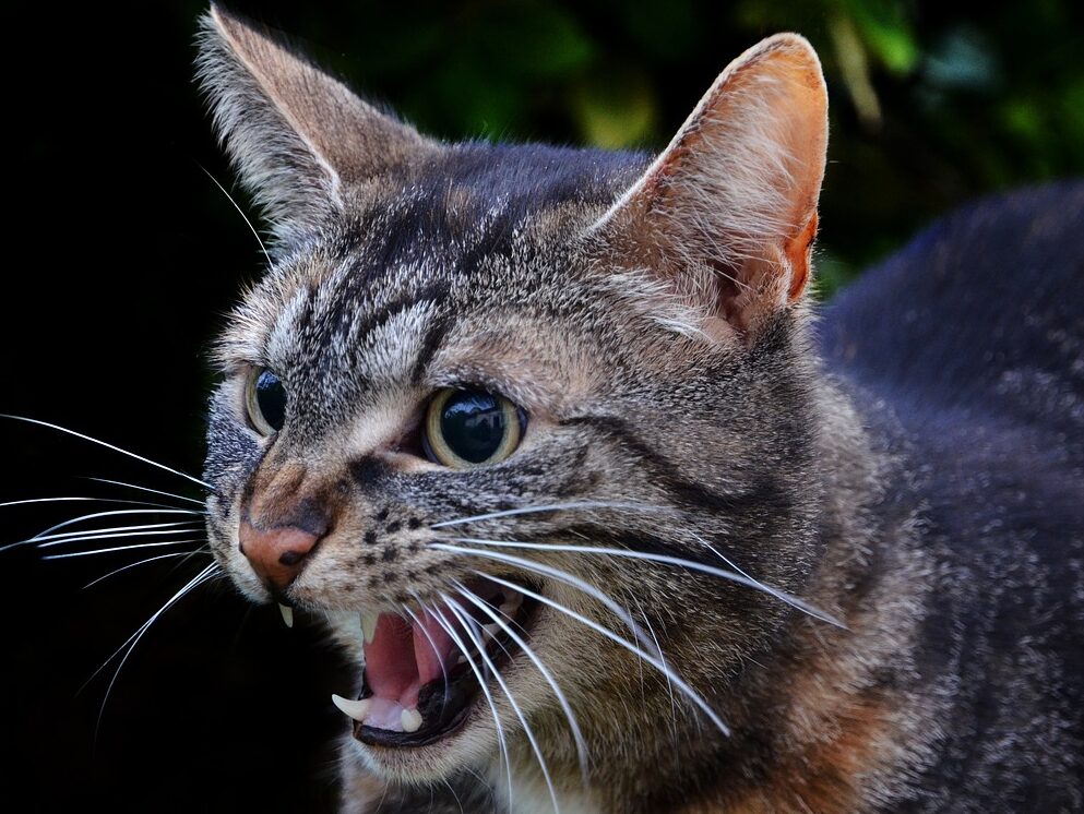 cat, hiss, pet, animal portrait, domestic cat, tabby, animal, gray tabby, tabby cat, feline, angry cat, cat portrait, angry cat, angry cat, angry cat, angry cat, angry cat