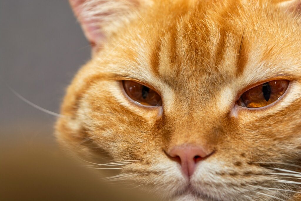 a close up of an orange cat's face