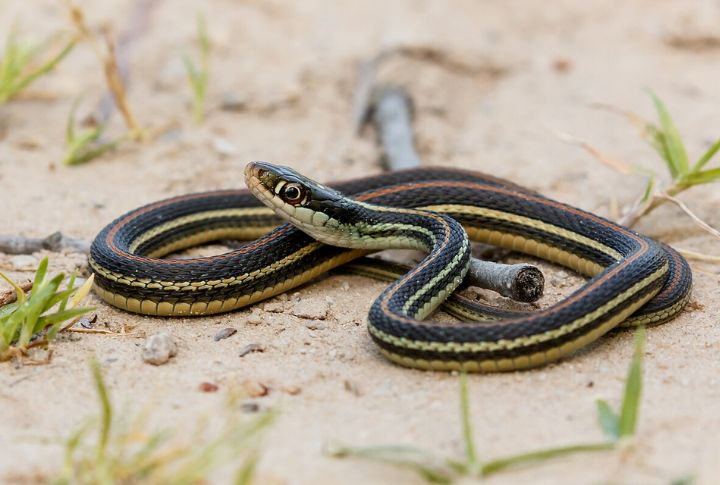Western Ribbon Snake