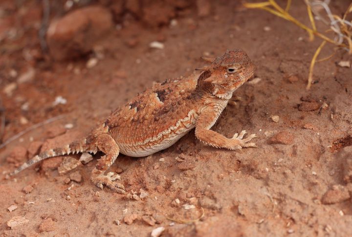 Horned Lizard