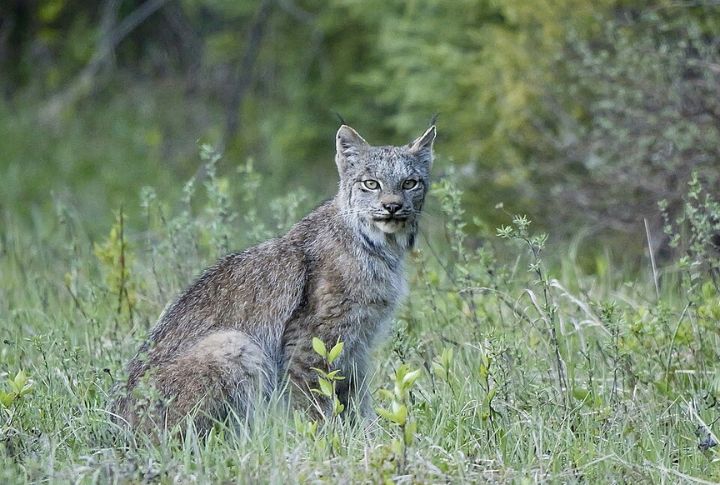 Lynx (Canada Lynx)
