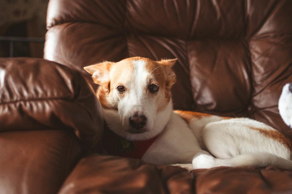 Cute dog lying comfortably on a brown leather couch, exuding warmth and relaxation.