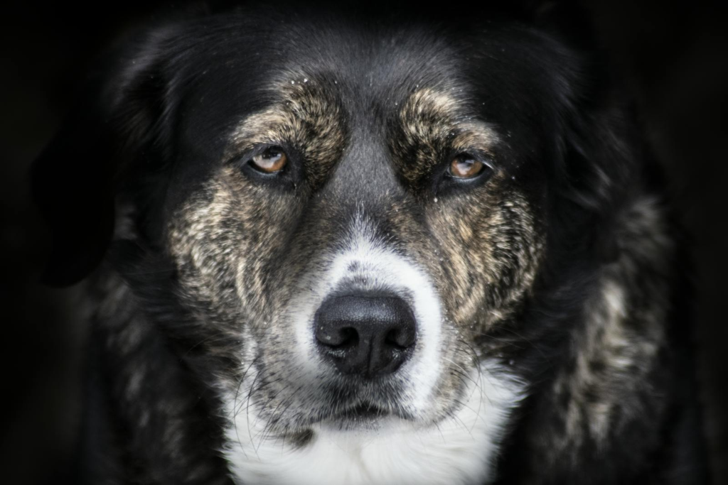 A striking close-up of a dog's face, capturing its gentle and soulful expression.