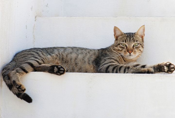 The CIA Tried To Turn Cats Into Spies