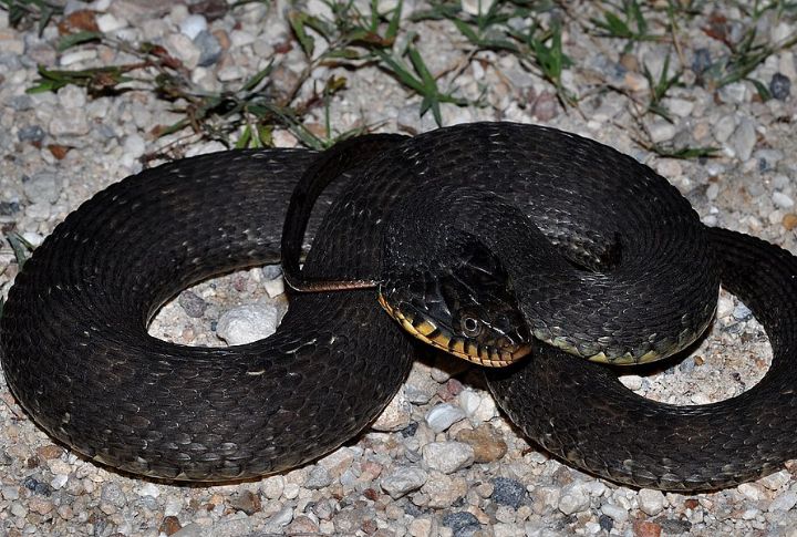 Plain-bellied Water Snake