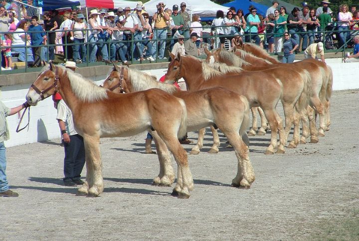 Celebrating Mule Day Like A Holiday
