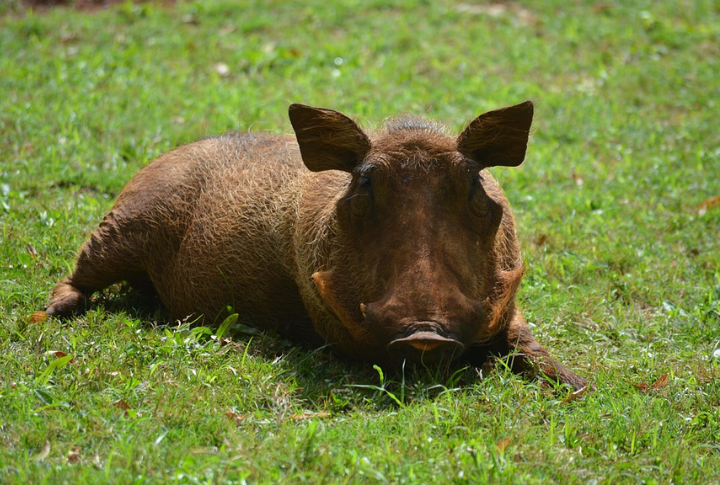 Butchering And Dressing Animals