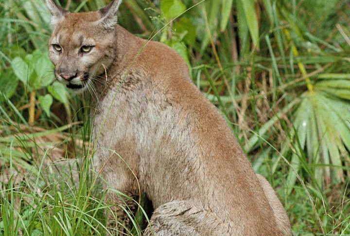 Florida Panther