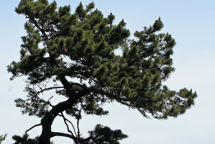 Bishop Pine (Pinus muricata)