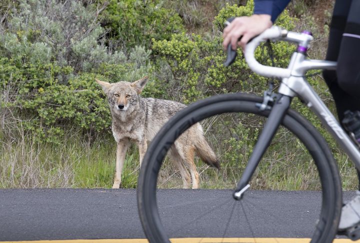 Urban Animals Avoid Humans On Purpose