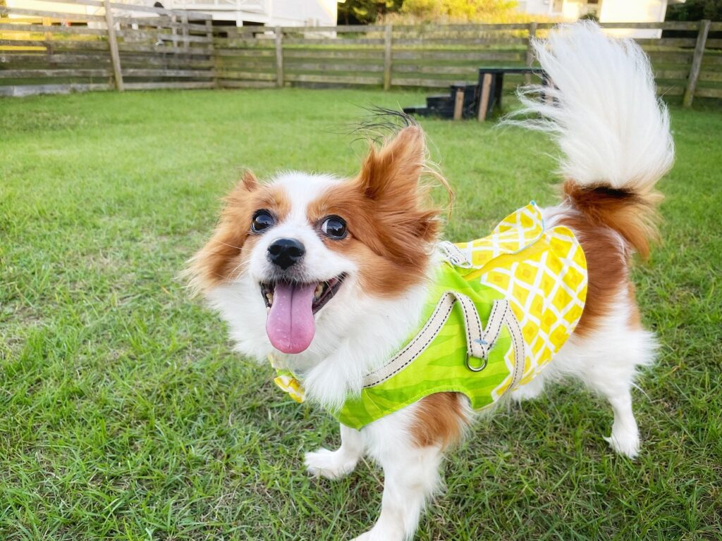 dog, pet, animal, lawn, nature, backyard, puppy, canine, papillon, papillon, papillon, papillon, papillon, papillon
