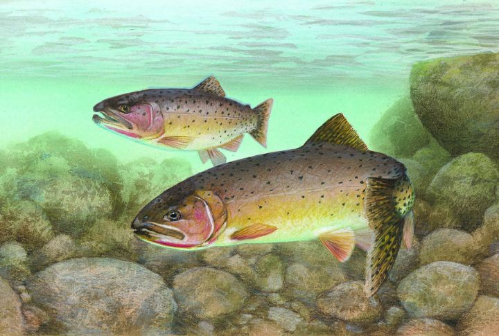 Rio Grande Cutthroat Trout
