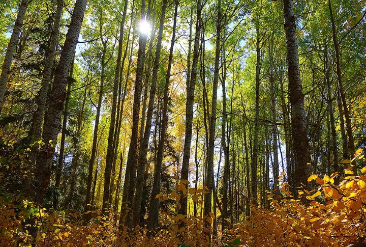 Elk Island National Park, Alberta