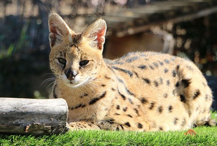 Serval