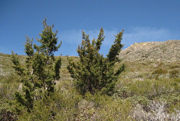 Cuyamaca Cypress (Hesperocyparis stephensonii)