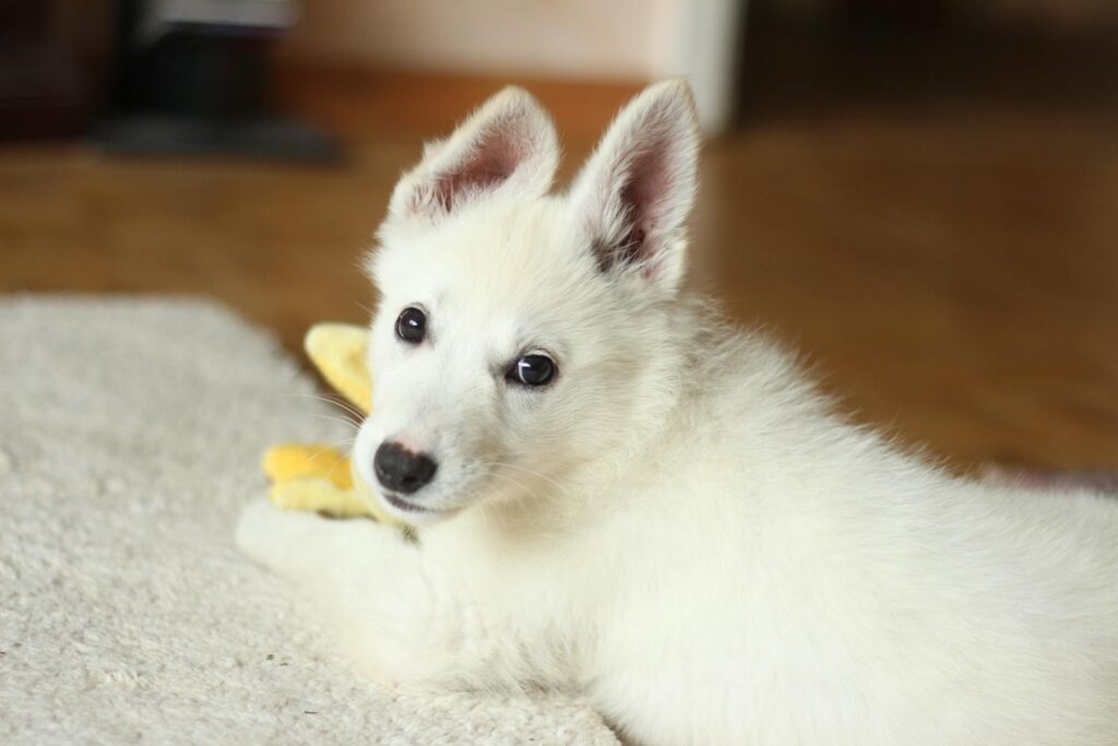 A cute white puppy relaxing on a carpet indoors, looking at the camera.