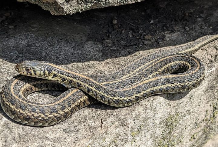 Plains Garter Snake