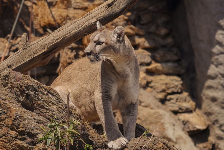Mountain Lion