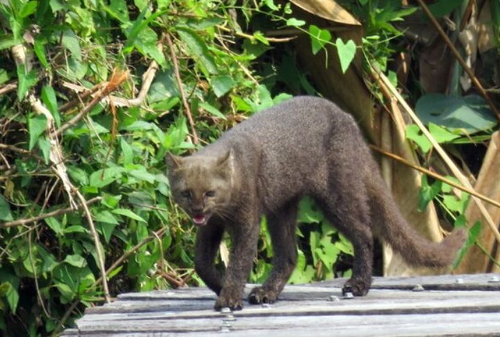 Jaguarundi