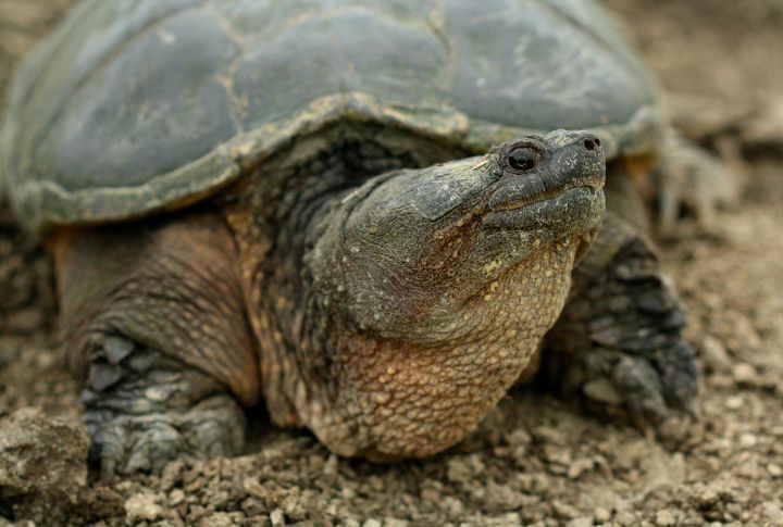 Common Snapping Turtle