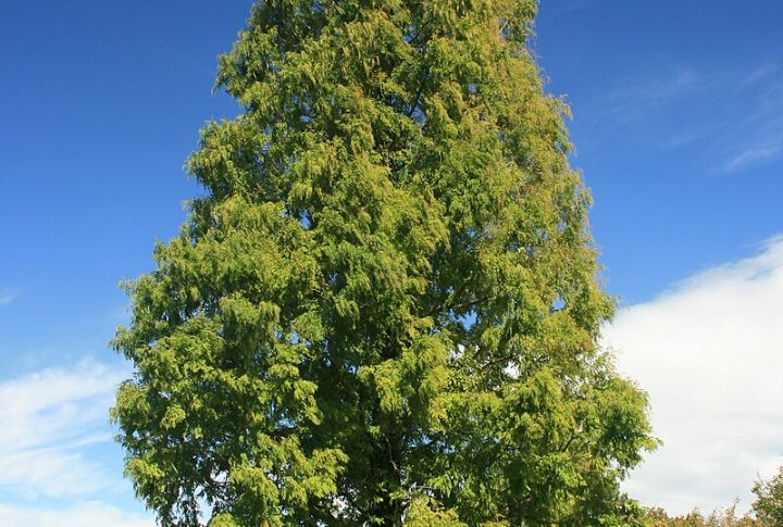Dawn Redwood (Metasequoia glyptostroboides)