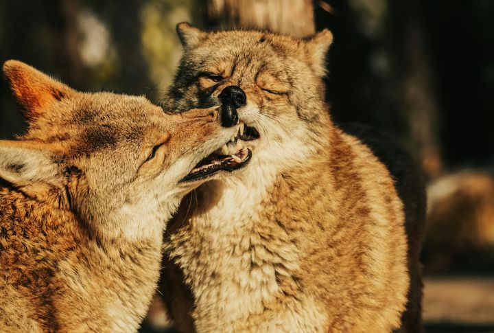 They Play Just Like Dogs