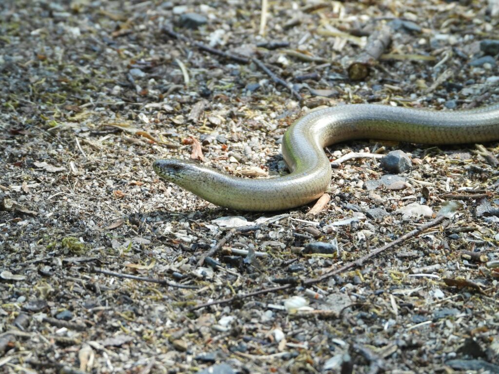 brown snake on brown soil