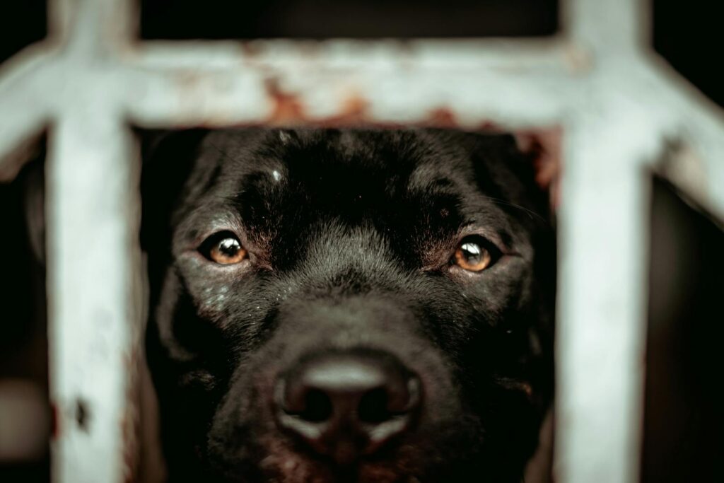 A close-up of a black dog's face peering through metal bars, capturing its expressive eyes.