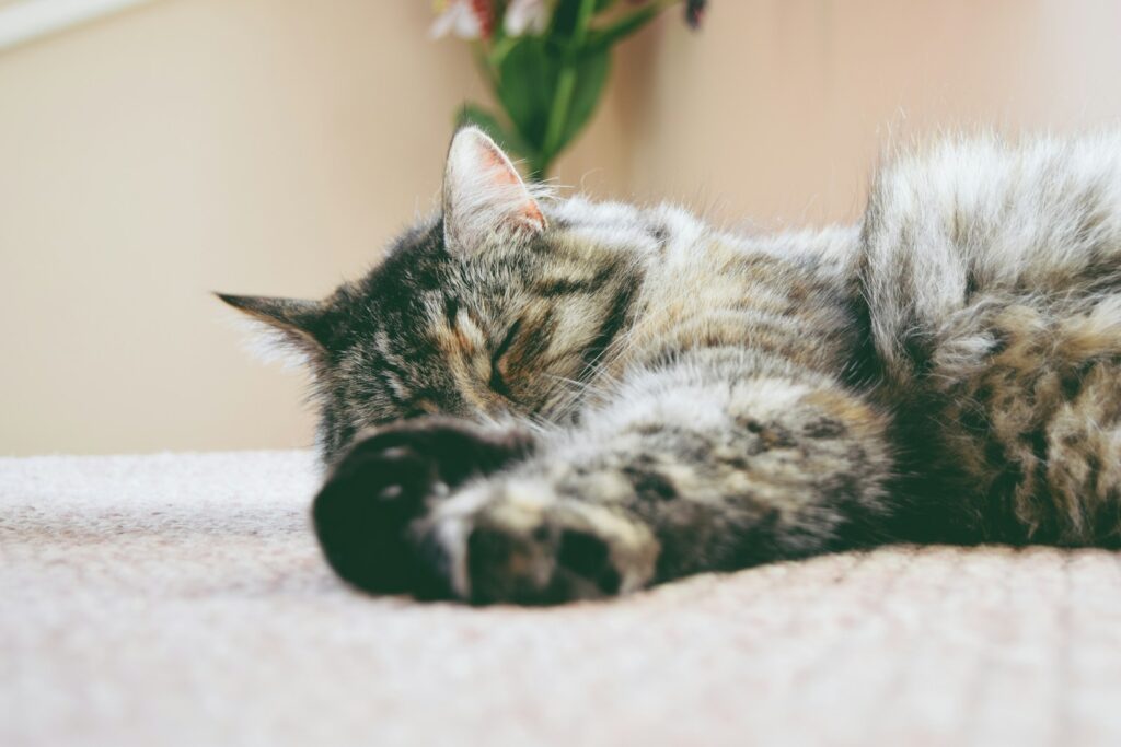 gray cat sleeping on mat