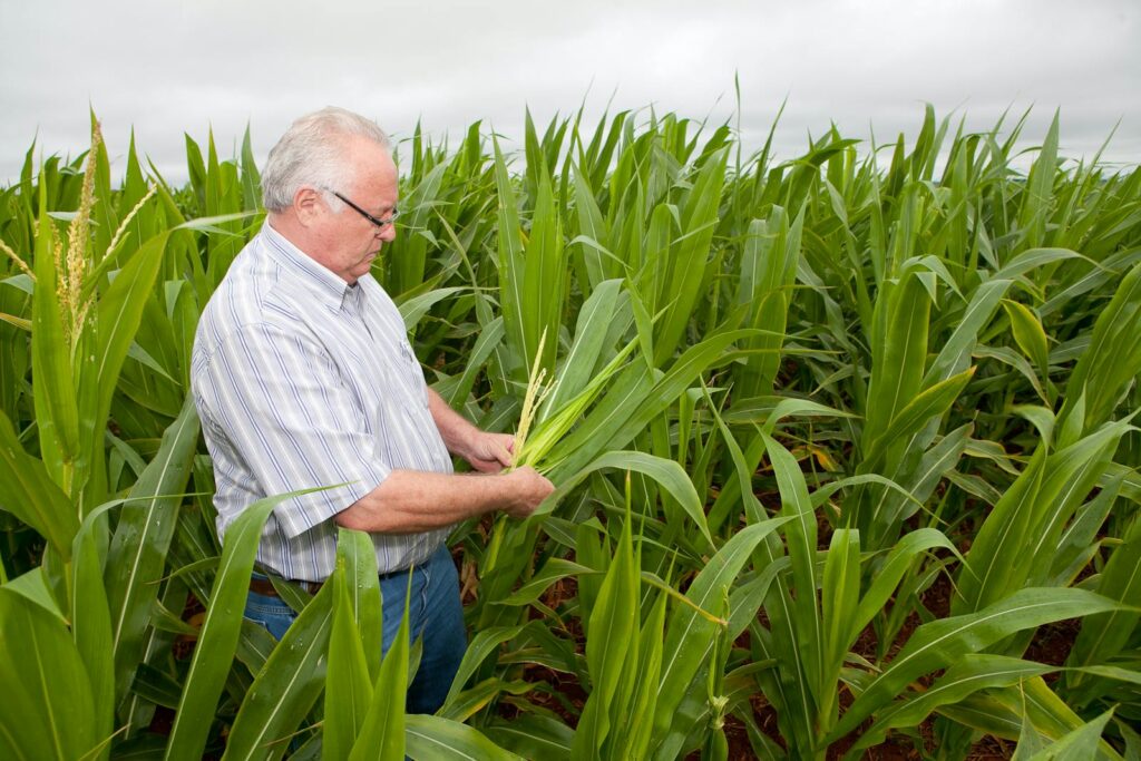 A senior farmer examines corn plants in a lush Brazilian field under cloudy skies.