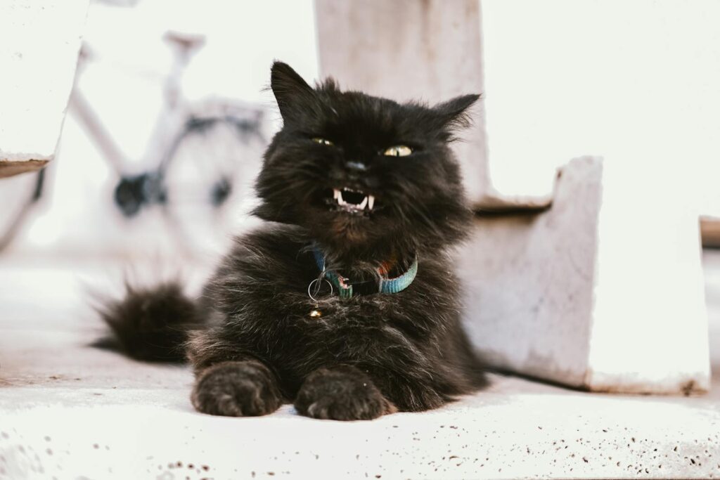 Furry black cat showing fangs, lying indoors, on a concrete surface with visible collar.