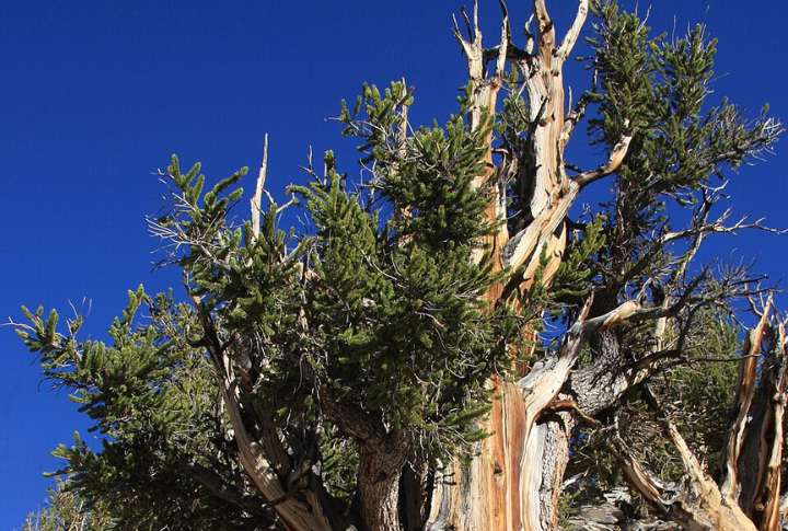 Bristlecone Pine (Pinus longaeva, Pinus aristata)