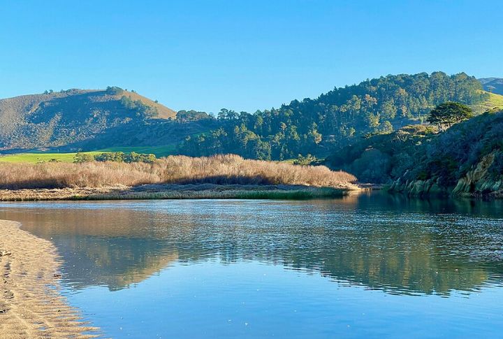 More Species Are Returning Faster Than You'd Expect