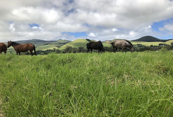 Parker Ranch, Hawaii