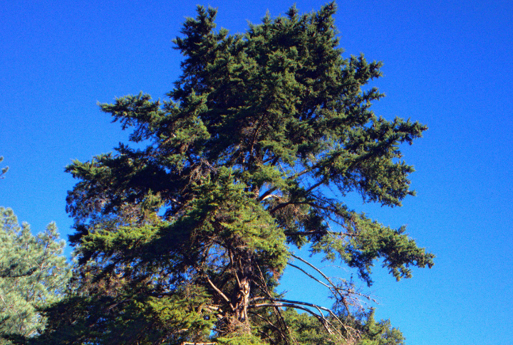 Santa Cruz Cypress (Hesperocyparis abramsiana)